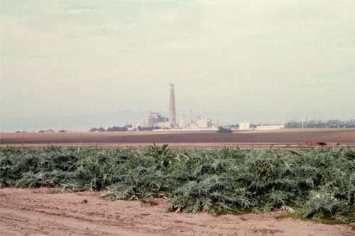 thistles