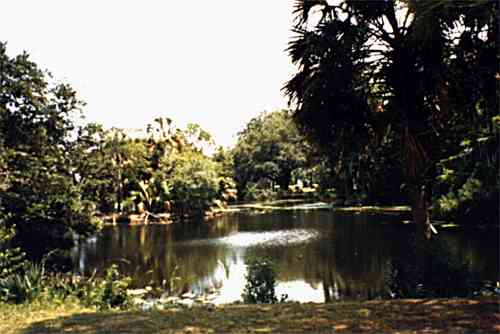 swamp