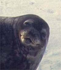 Permanent Antarctic Resident