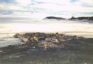 the dump on the annual sea ice