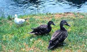 birds along the Avon river