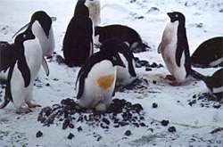Adelie Penguins and nest