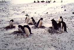 Adelie Penguins