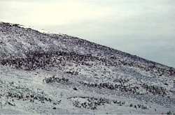 penguins at Cape Crozier