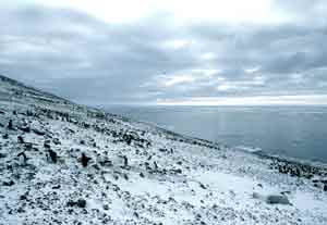 penguins at Cape Crozier