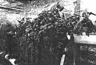 original greenhouse interior photo