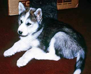 the last Husky pet at Pole